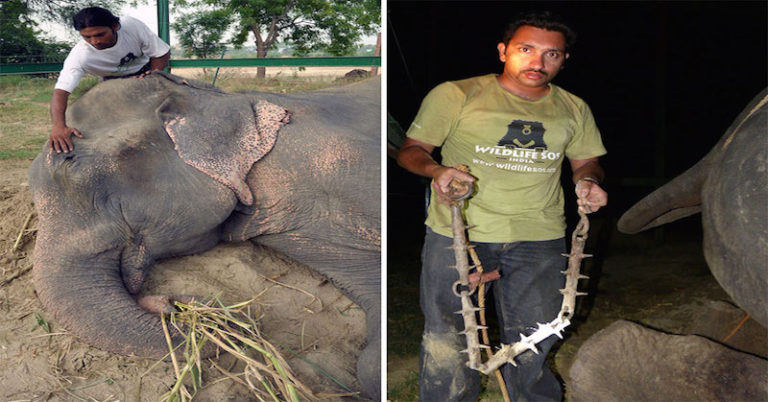 Rescued Elephant Weeps While After 50 Years Confined - Featured image