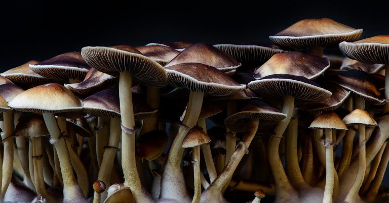Magic mushrooms grew in man’s blood after he injected them as a tea - Featured image