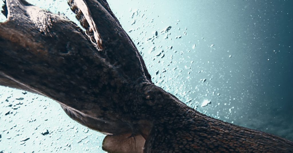 Watch a diver swim right next to a 12-foot giant squid in Japan - Featured image