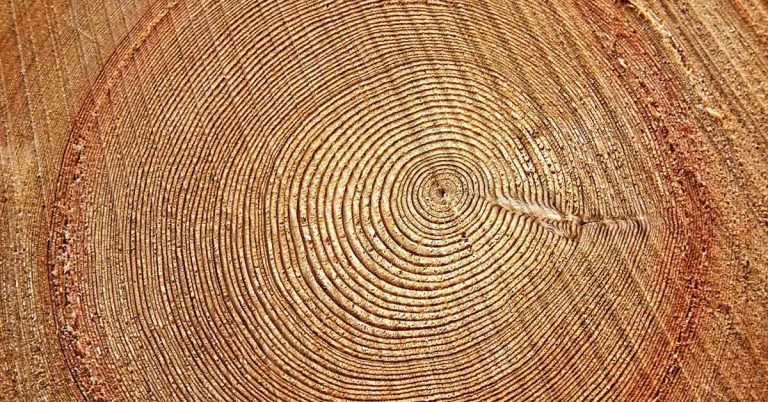 Ancient tree tells chaotic tale of Earth’s magnetic field reversal - Featured image