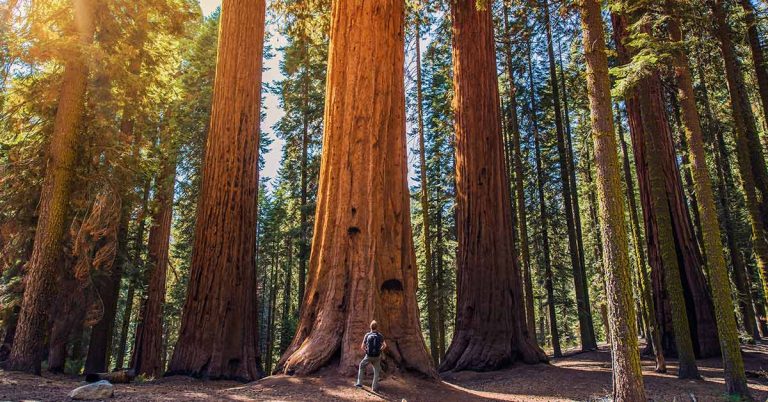 This Man Is Cloning Old-Growth Redwoods and Planting Them in Safe Places - Featured image