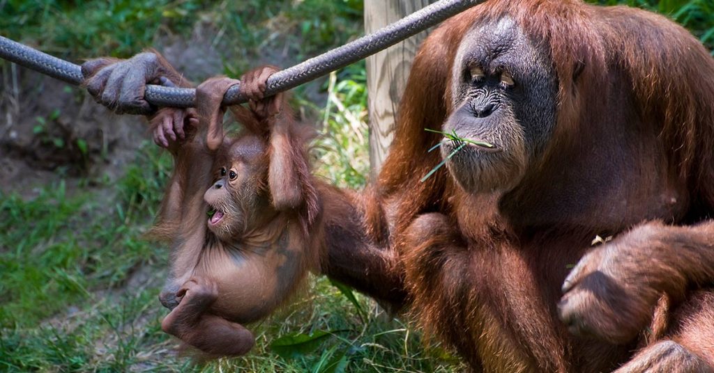 A Blind Orangutan Mother Was Found With 74 Air Gun Pellets In Her Body At A Palm Oil Plantation - Featured image