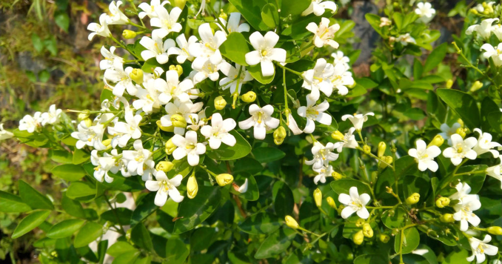Keep a Jasmine Plant in Your Room to Reduce Stress and Anxiety - Featured image