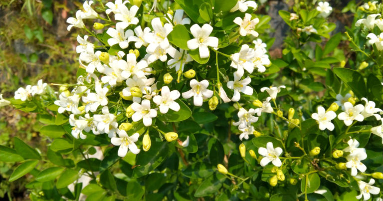Keep a Jasmine Plant in Your Room to Reduce Stress and Anxiety - Featured image