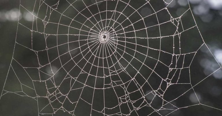 5 Signs of Toxic “Spider-Webbing” in a Relationship - Featured image