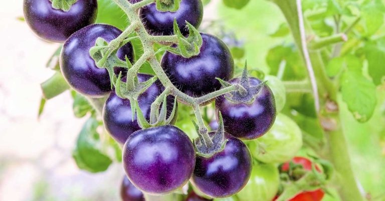 Genetically Modified Purple Tomatoes With Snapdragon DNA Are Now Available - Featured image