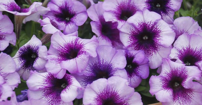 Glow-In-the-Dark Flowers Are a Thing: Meet the Firefly Petunia - Featured image