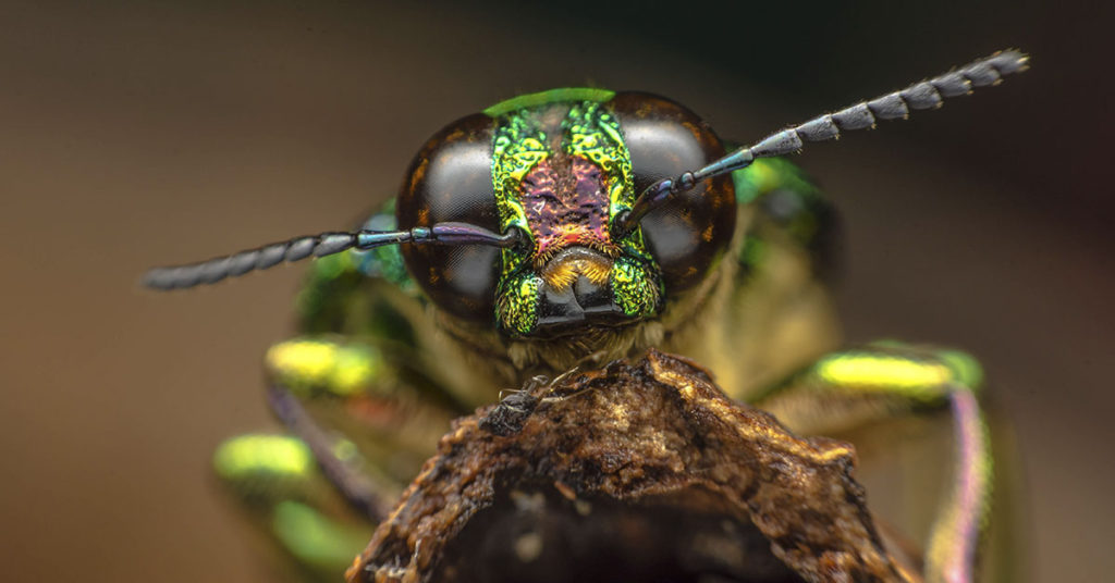 Purposely Stung By 80 Different Insects, Scientist Creates Pain Index To See Which Hurt The Most - Featured image