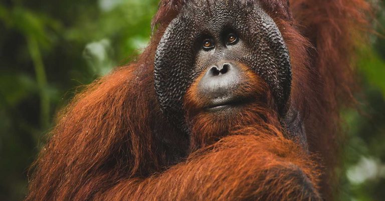 World First: Orangutan Observed Using Medicinal Plant to Treat Wound - Featured image