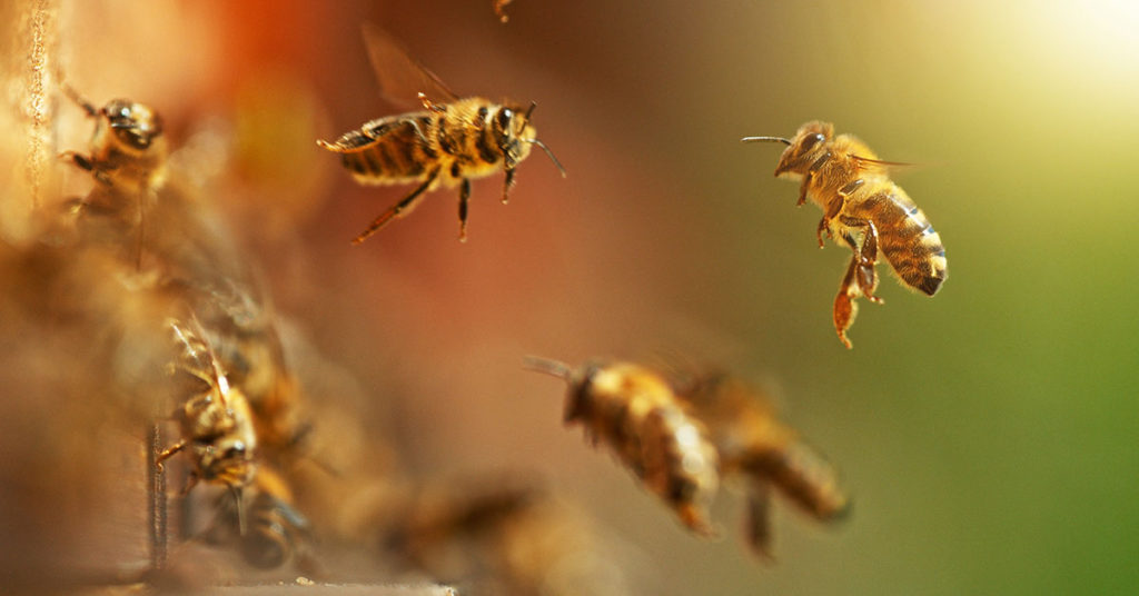 Grocery store launches mini ‘bee-ers’ six-pack with sugar syrup to revive fading bees - Featured image