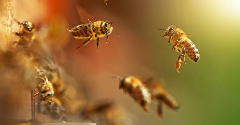 Grocery store launches mini ‘bee-ers’ six-pack with sugar syrup to revive fading bees - Featured image
