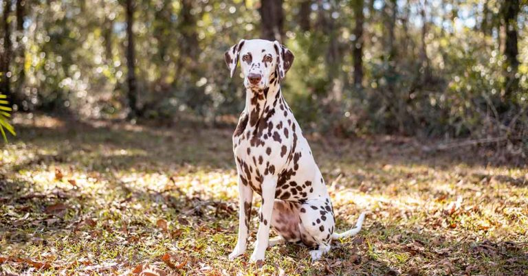 20 Dog Breeds Some Owners Regret Buying - Featured image