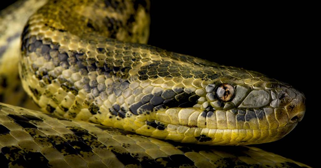 Man Tries to Get Eaten Alive By Anaconda Only to Immediately Regret It - Featured image