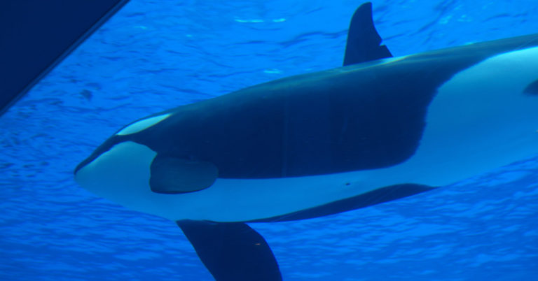 Heartbreaking timelapse shows ‘world’s loneliest orca’ staring at gate for ’24 hours straight’ in aquarium - Featured image