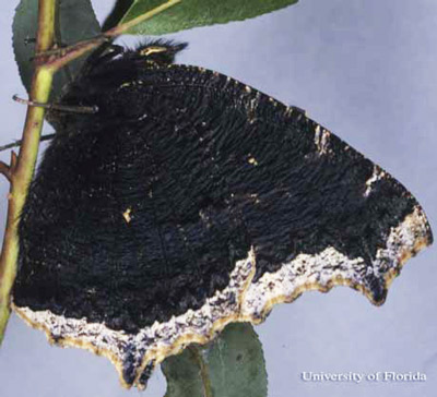 Nymphalis Antiopa on a plant stalk. 