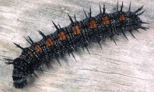 A black, white, and orange caterpillar Wood in the background. 