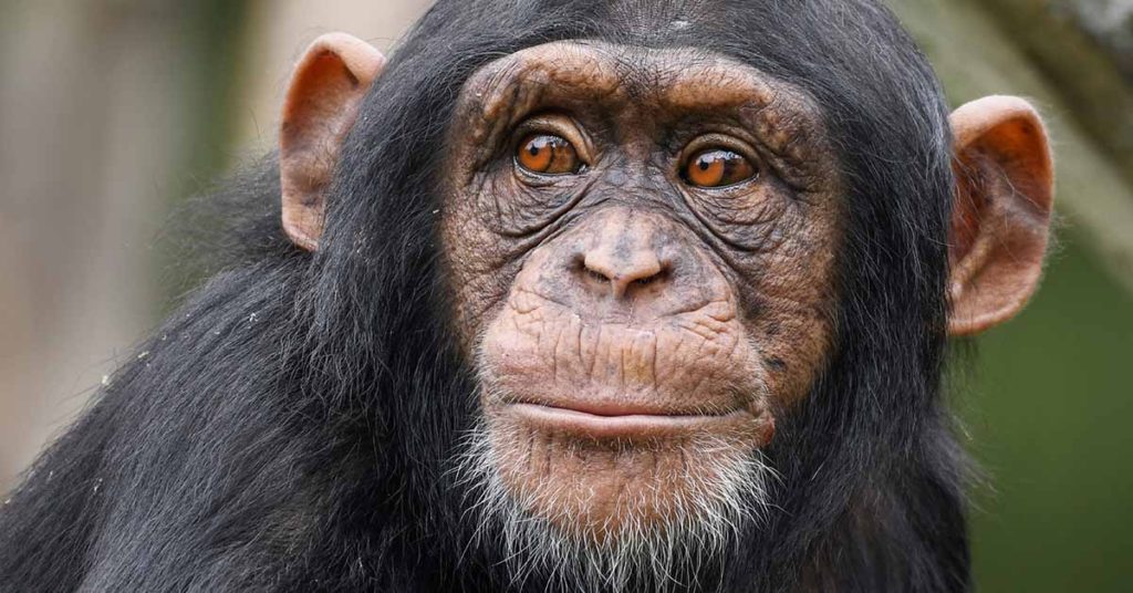Famous Chimpanzee Known For Using Tools Rips Baby from Mothers Arms and Murders Her - Featured image
