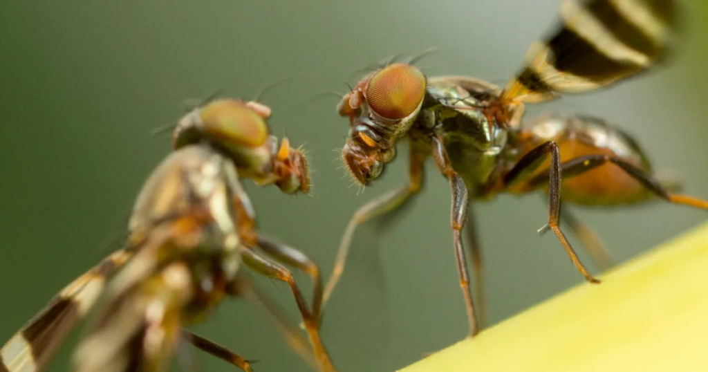 Biologists create a mutant fly with 140-million-year-old genes - Featured image