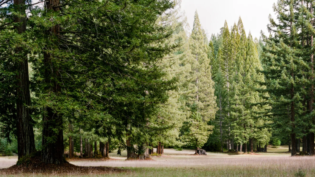 87-Year-Old Widower Has Lived 50 Years Off-Grid on 400 Acres of Redwood Forest! - Featured image