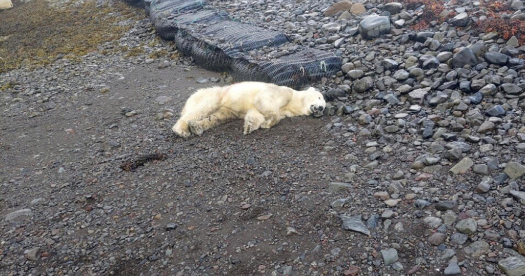 A polar bear was spotted on the shores of Iceland for the first time in 8 years. It was shot dead by police. - Featured image