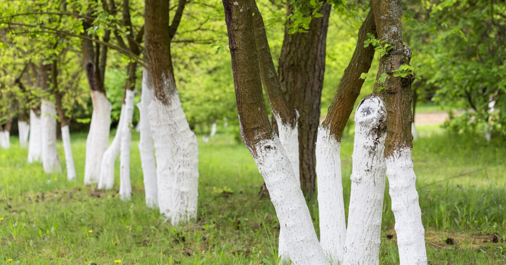 Why Are Some Trees Painted White? - Featured image