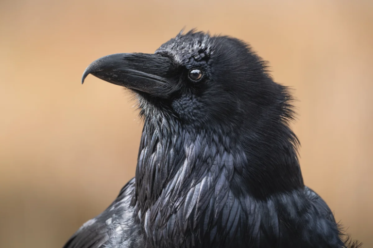 Crows Perform Yet Another Skill Once Thought Distinctively Human - Featured image