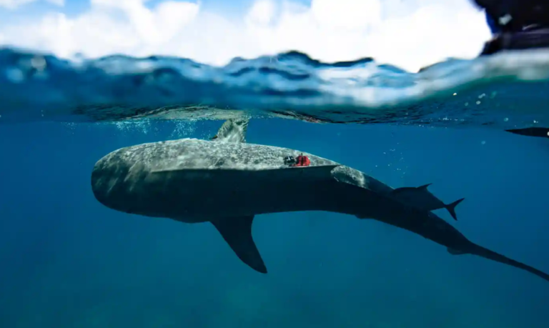 Cameras attached to sharks discover unexplored underwater forest - Featured image