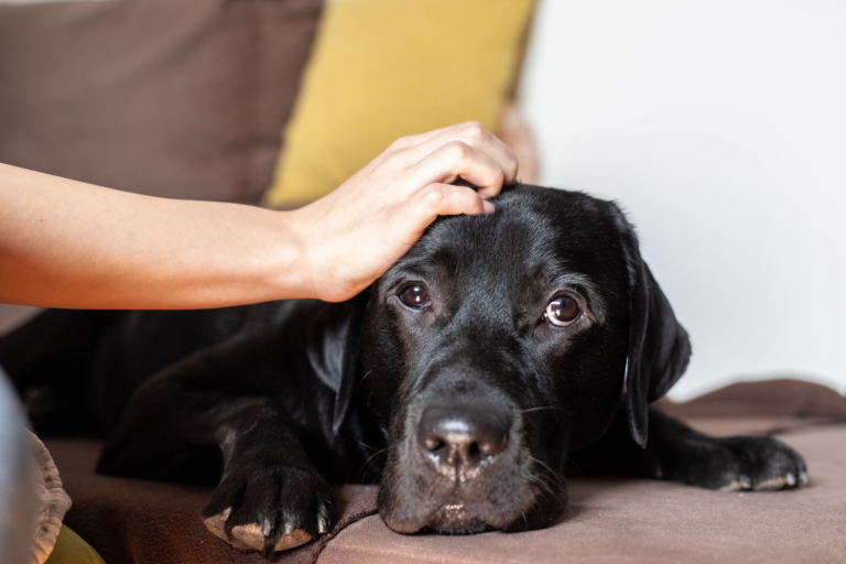 11 Things Humans Do That Dogs Hate - Featured image
