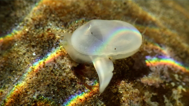 A clam presumed extinct for 40,000 years has been found alive - Featured image
