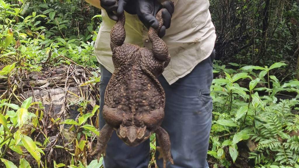 Nearly 6-pound ‘Toadzilla’ breaks the record for largest toad - Featured image