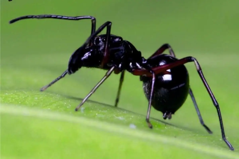 Some spiders produce milk – and it’s more nutritious than cow’s milk - Featured image