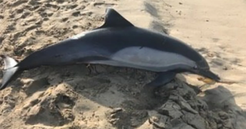 Dolphin found shot dead on California beach - Featured image