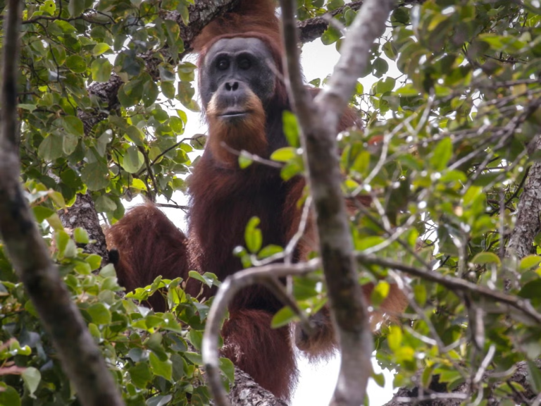 Chocolate giant Cadbury ‘still pushing orangutans towards extinction’ - Featured image