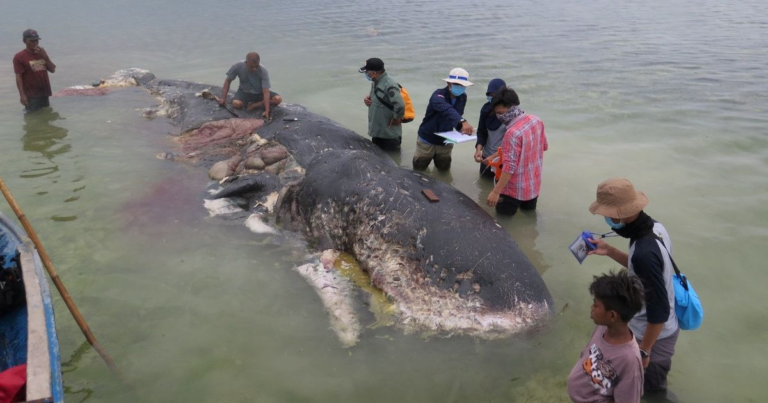 Dead Whale Had 1,000 Pieces Of Plastic Inside Its Stomach – Including Flip-Flops - Featured image