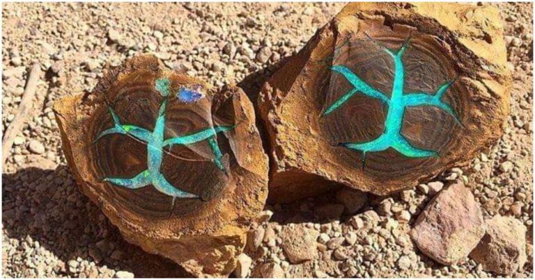 Petrified wood hiding stunning rare turquoise opal discovered - Featured image