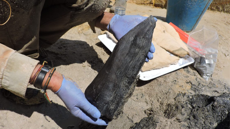 World’s oldest known wooden structure pre-dates our species - Featured image