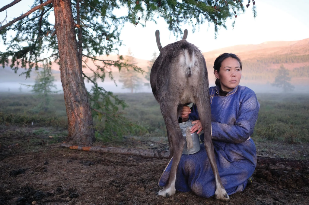 The answer to lactose intolerance might be in Mongolia - Featured image