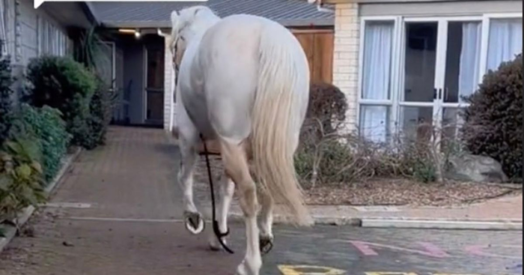 Horse starts breaking out of stall to visit dementia patients that fed him carrots - Featured image