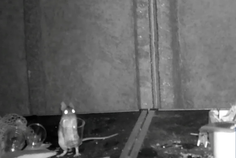 Mouse Secretly Organizes Man’s Shed Every Night - Featured image