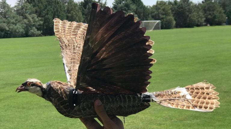 Researchers Are Turning Taxidermy Birds Into Drones - Featured image