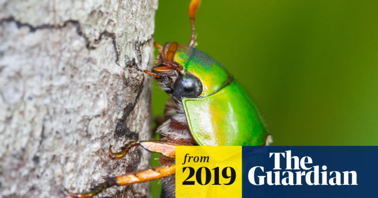 Where Have the Christmas Beetles Gone? - Featured image