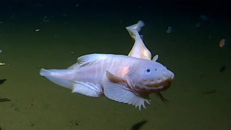 This goofy-looking fish was found 27,000 feet deep - Featured image