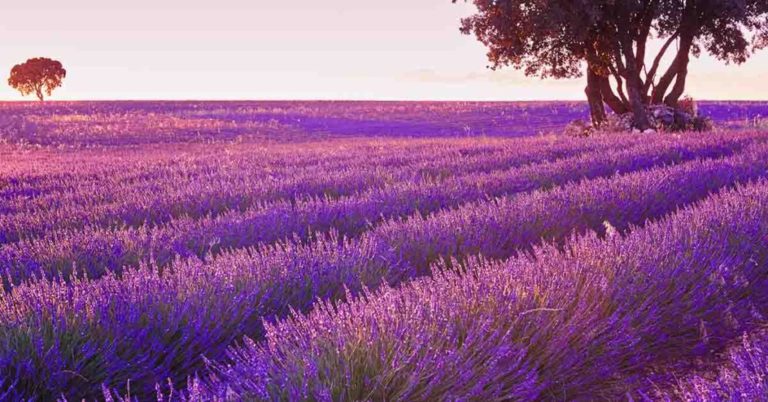The Sino-French Science Park Church, Made of Beautiful Thin White Beams, Looks Like is Floating in a Lavender Field - Featured image