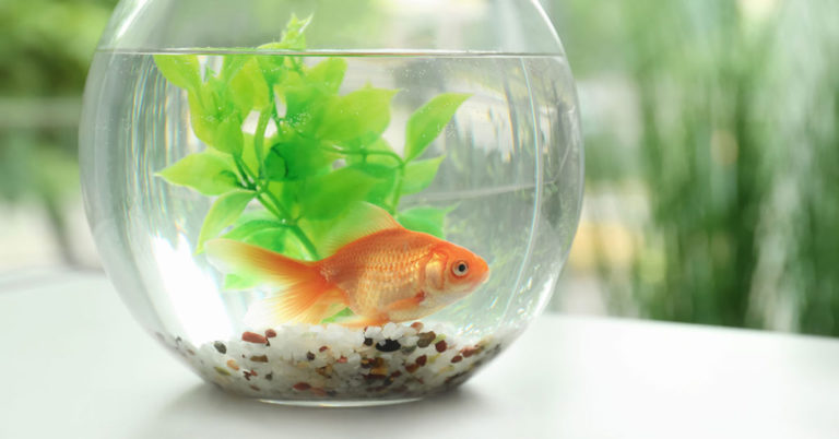 14 Common Myths Debunked By Science - Featured image