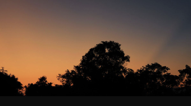 Groundbreaking Discovery: Lost Forest From 22 Million Years Ago Has Suddenly Resurfaced - Featured image