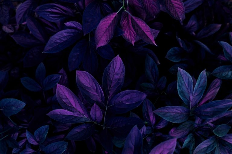 Glow-in-the-Dark Plants to Transform Your Nights - Featured image